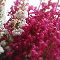 Close-up of pink flowers blooming in garden