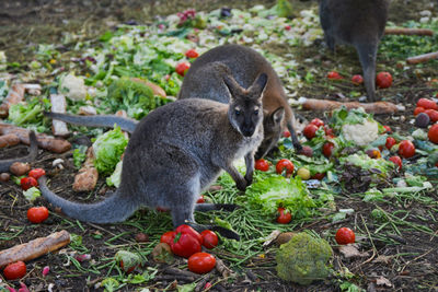 Kangaroo eating vegetables