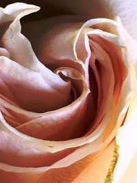 Close-up of rose