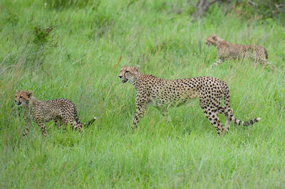 View of animals grazing in forest