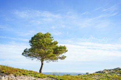 Tree on field against sky