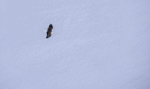 Low angle view of bird flying over snow covered landscape