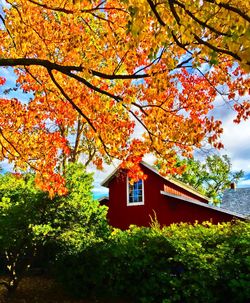 Low angle view of autumn trees