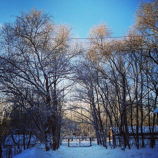 snow, winter, cold temperature, season, tree, bare tree, covering, weather, clear sky, tranquility, field, nature, landscape, branch, frozen, tranquil scene, blue, beauty in nature, scenics, built structure