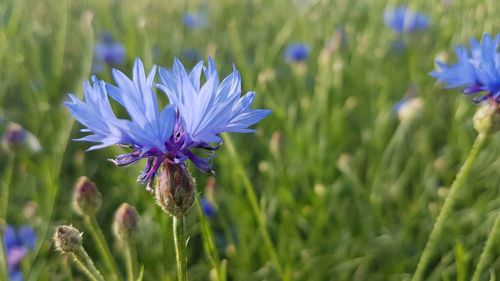 Close-up of purple flowering plant on field