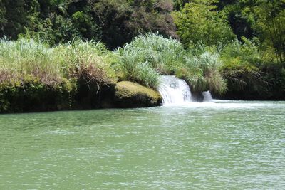 Scenic view of waterfall in forest