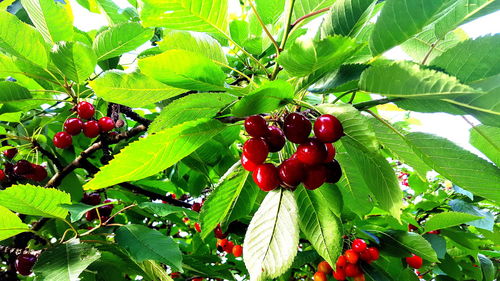 Close-up of fruit growing on tree