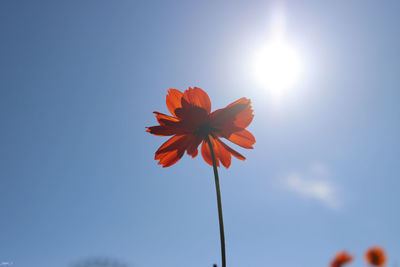 Low angle view of orange flowering plant against sky