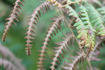 Close-up of cactus plant