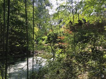 Trees and plants in forest