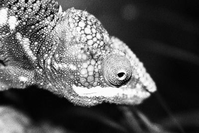 Close-up of lizard