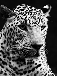 Black and white leopard close up photo