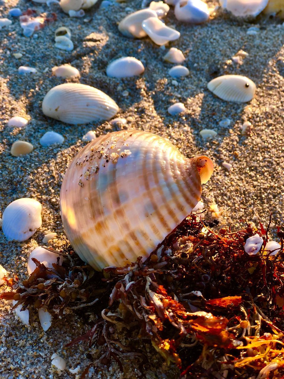 HIGH ANGLE VIEW OF SEASHELL ON SAND