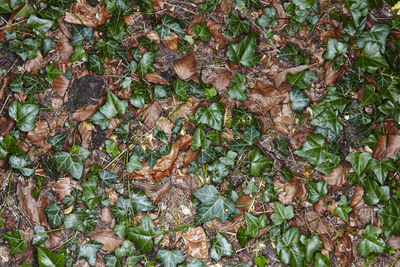 High angle view of plants growing on field