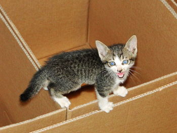 High angle portrait of cat