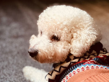 A dog wearing a jumper