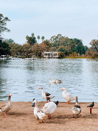 Swans in lake