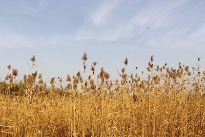 High angle view of stalks in field against sky