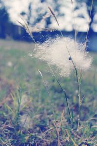 Close-up of water drops on grass on field