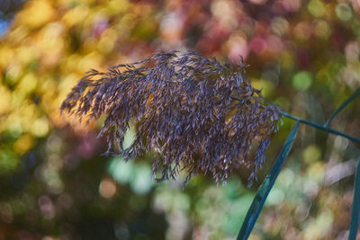 Close-up of wilted plant