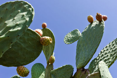 Low angle view of prickly pear cactus against clear sky