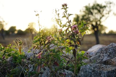 Close-up of flowering plants on field against sky