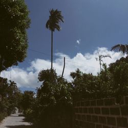 Low angle view of palm trees against cloudy sky