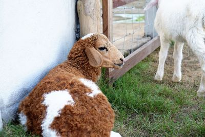 Close-up of sheep