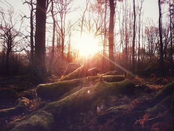 Bare trees in forest against sky at sunset