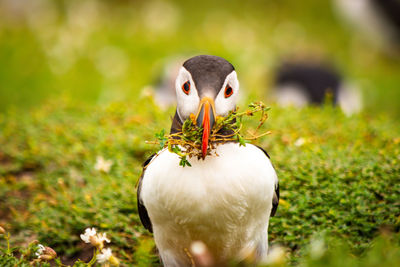 puffin with a