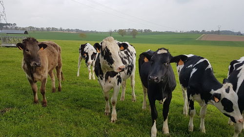 Cows on field