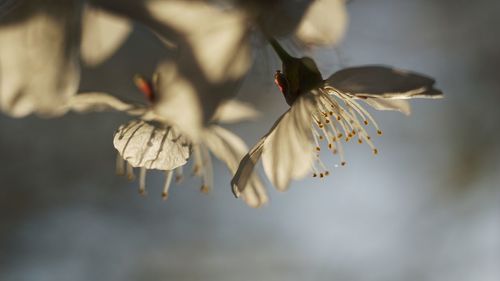 Close-up of butterfly on flower