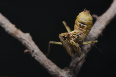 Jewel flower praying mantis cleaning his raptorial arm after eating