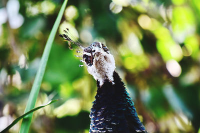 Close-up of a bird