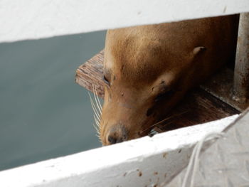 Close-up of seal resting on wooden plank