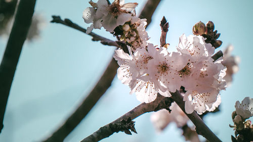 Close-up of white cherry blossom tree