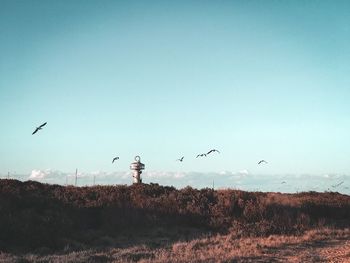 Birds flying in the sky
