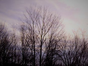 Low angle view of bare trees against sky