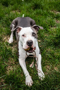 High angle portrait of dog sticking out tongue on land