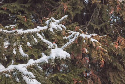 Close-up of snow covered pine trees