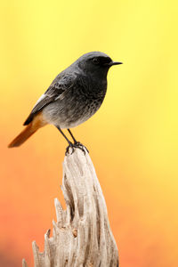 Close-up of bird perching on a orange flower