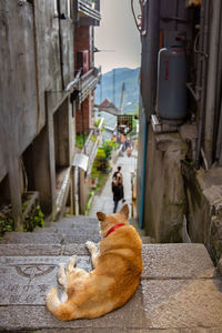 Dog relaxing on street in alley