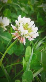 Close-up of white flowers