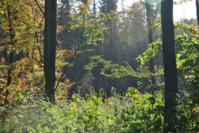 Trees in forest