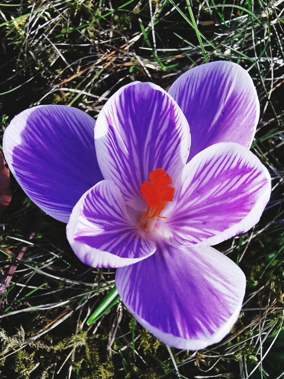 CLOSE-UP OF PURPLE CROCUS FLOWERS