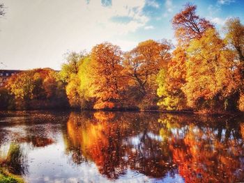 Reflection of trees in water