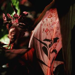 Close-up of red flower