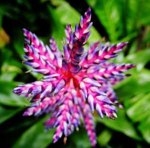 Close-up of pink flowers