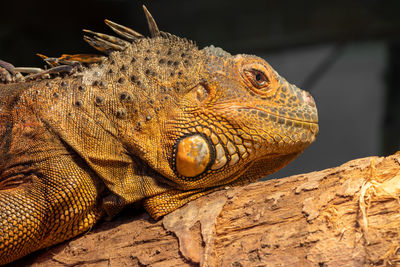 Close up portrait of a green iguana in captivity