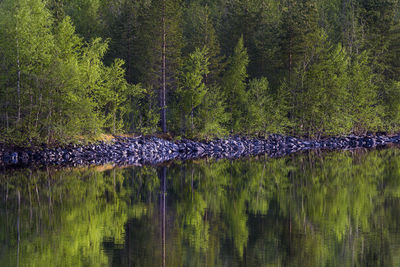 Scenic view of lake in forest